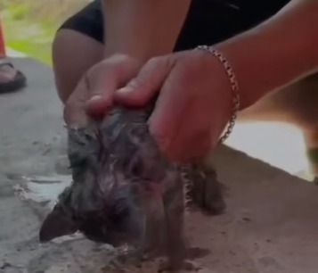 В Актобе реанимировали котёнка, упавшего в канализацию